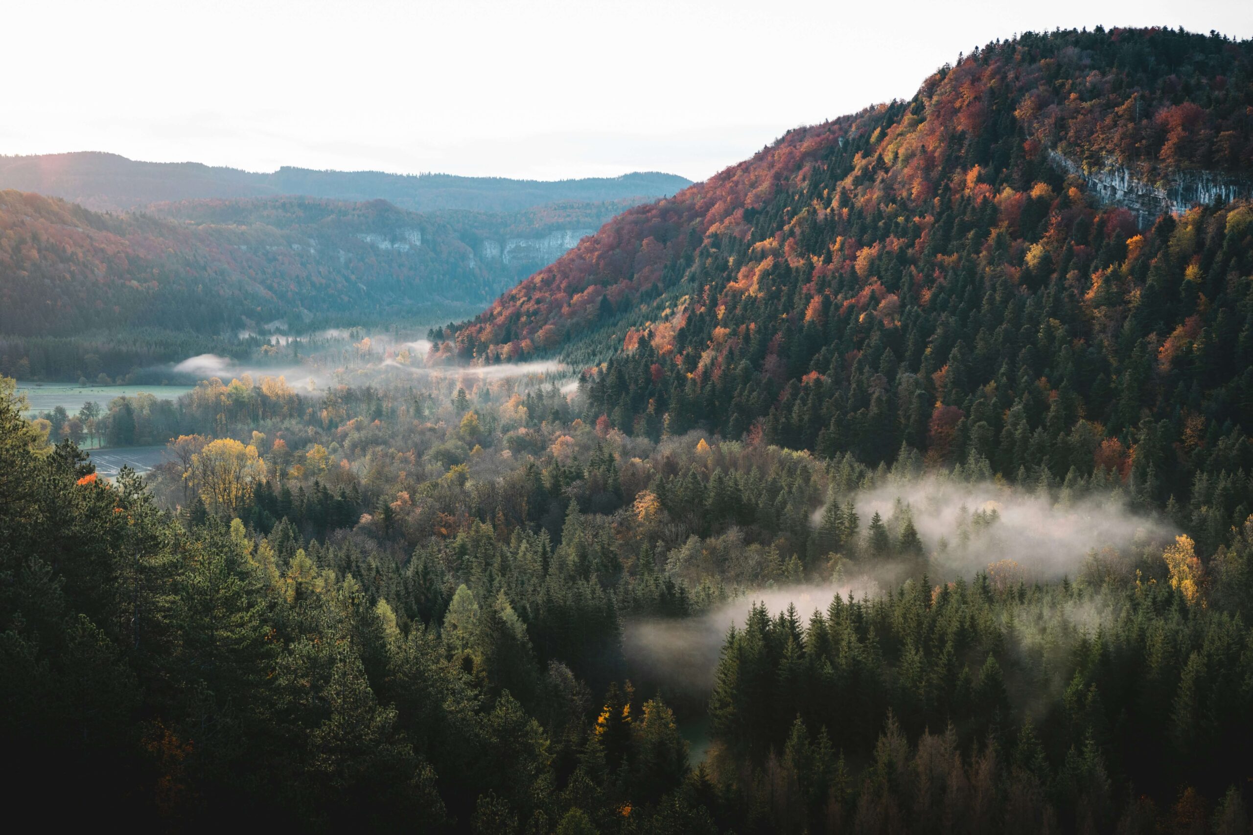 Misty autumn valley surrounded by dense evergreen forests and colorful foliage on the hillside A breathtaking view of a valley covered in dense evergreen and deciduous forests with mist rising above the trees. The autumn foliage on the hillside displays a mix of deep greens, oranges, and reds. Distant mountains and cliffs in the background are partially obscured by soft fog, adding depth and a sense of tranquility to the scene.